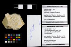 Foto (Objekt + Etiketten) von Longodromites angustus (Reuss 1858) 